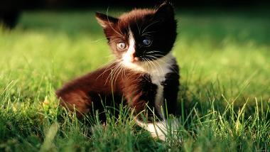 Kitten (1920x1080)