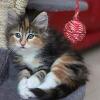 Test Kitten (200x200)