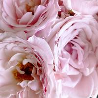 Image for The Northern Flower Garden Local Flowers Bouquet workshop